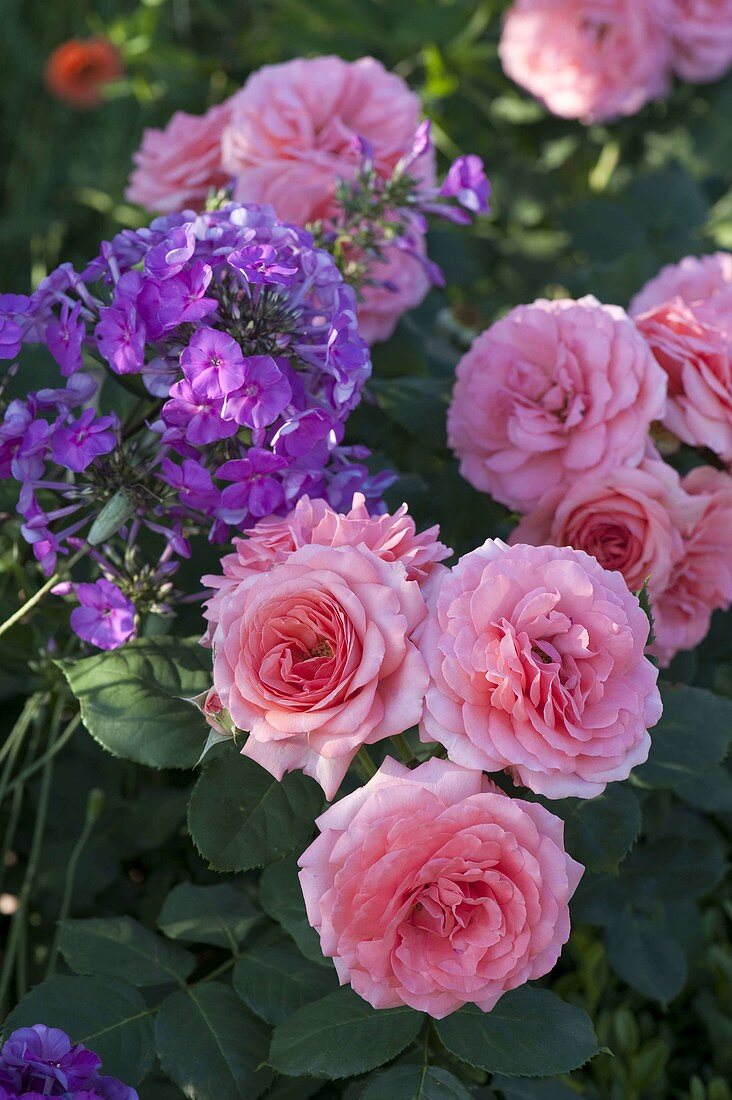 Rosa 'Royal Bonica' (bedding rose) with double flowers