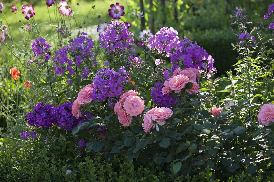 Pink 'Royal Bonica' (bed rose) with heavily blooming flowers