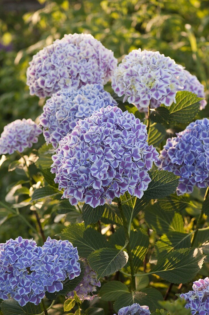 Hydrangea macrophylla 'Bavaria' (Zweifarbige Hortensie)