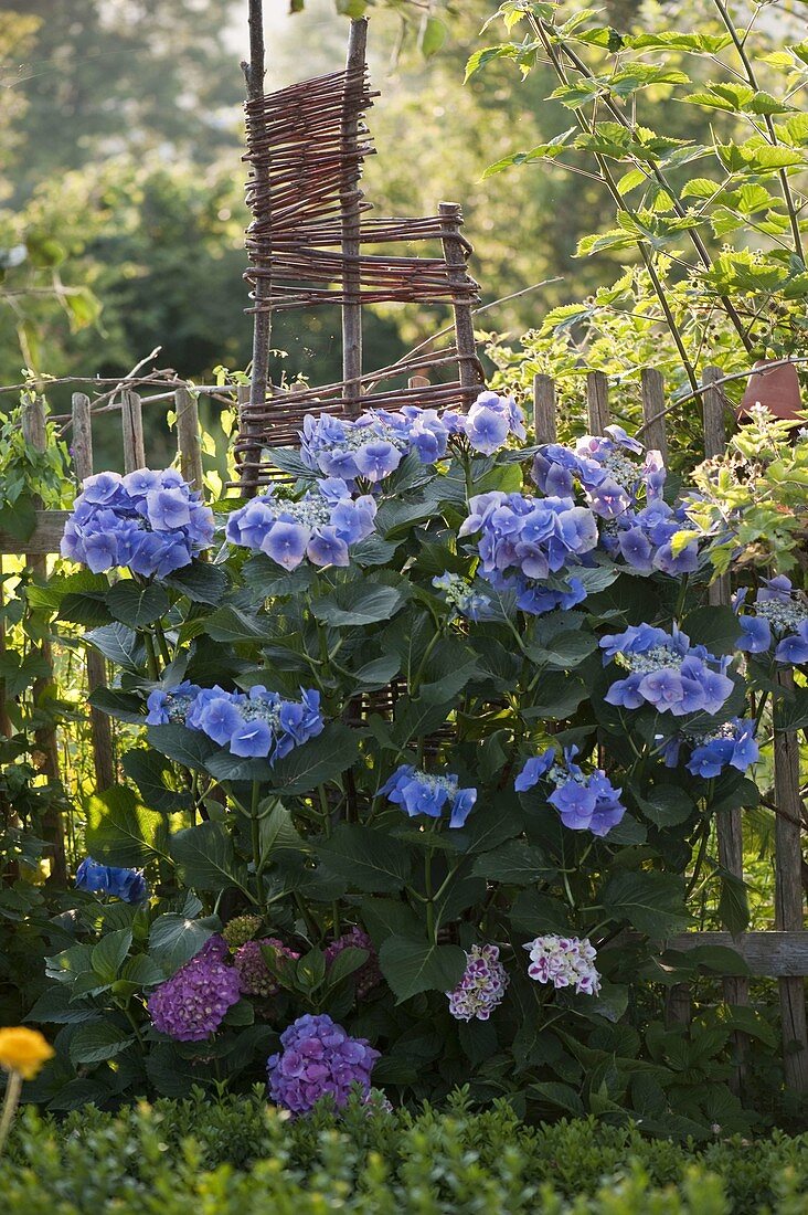 Hydrangea macrophylla 'Blaumeise'