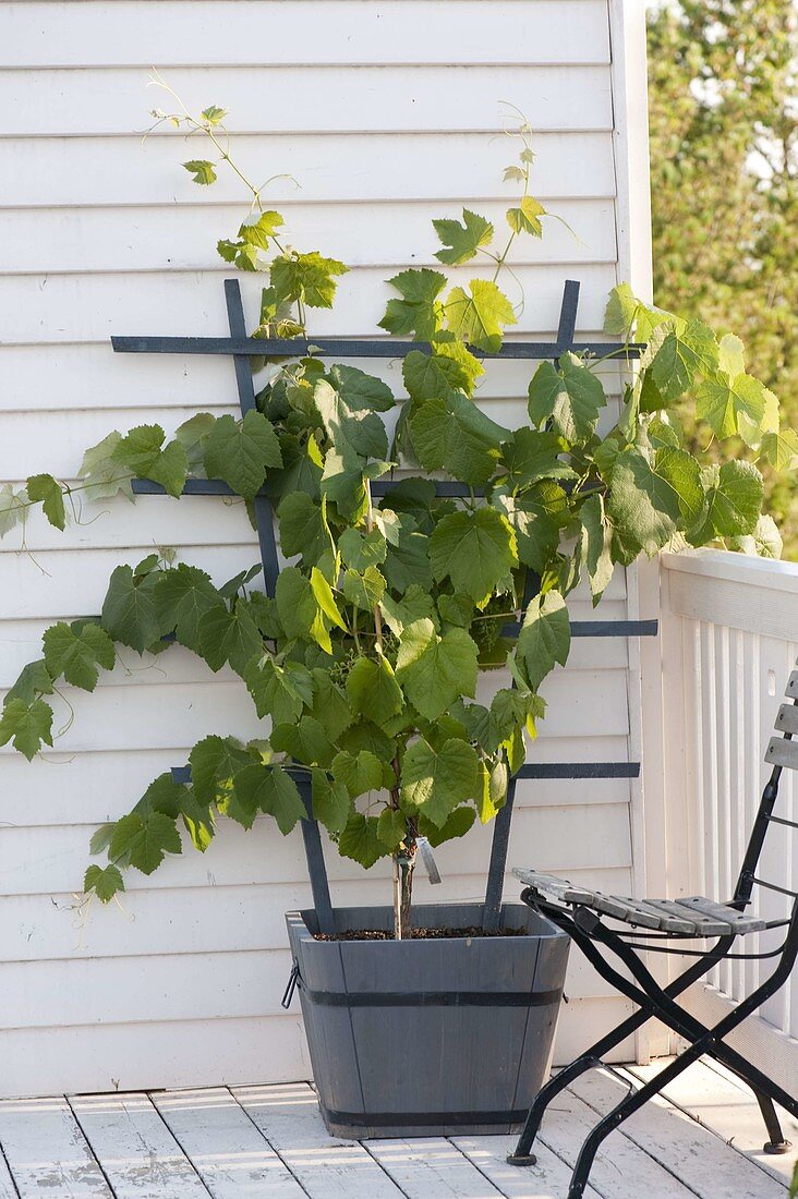 Vine 'Esther' (Vitis vinifera) in wooden tub with trellis