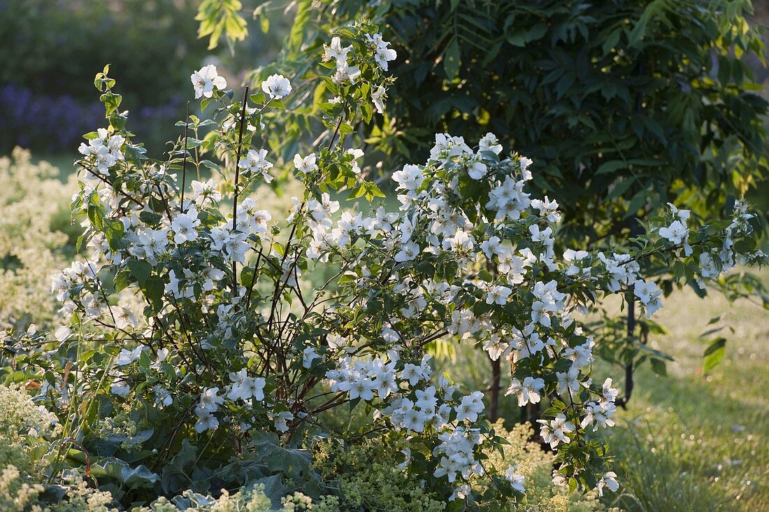 Philadelphus 'Dame Blanche' (dwarf pipe bush, garden jasmine)