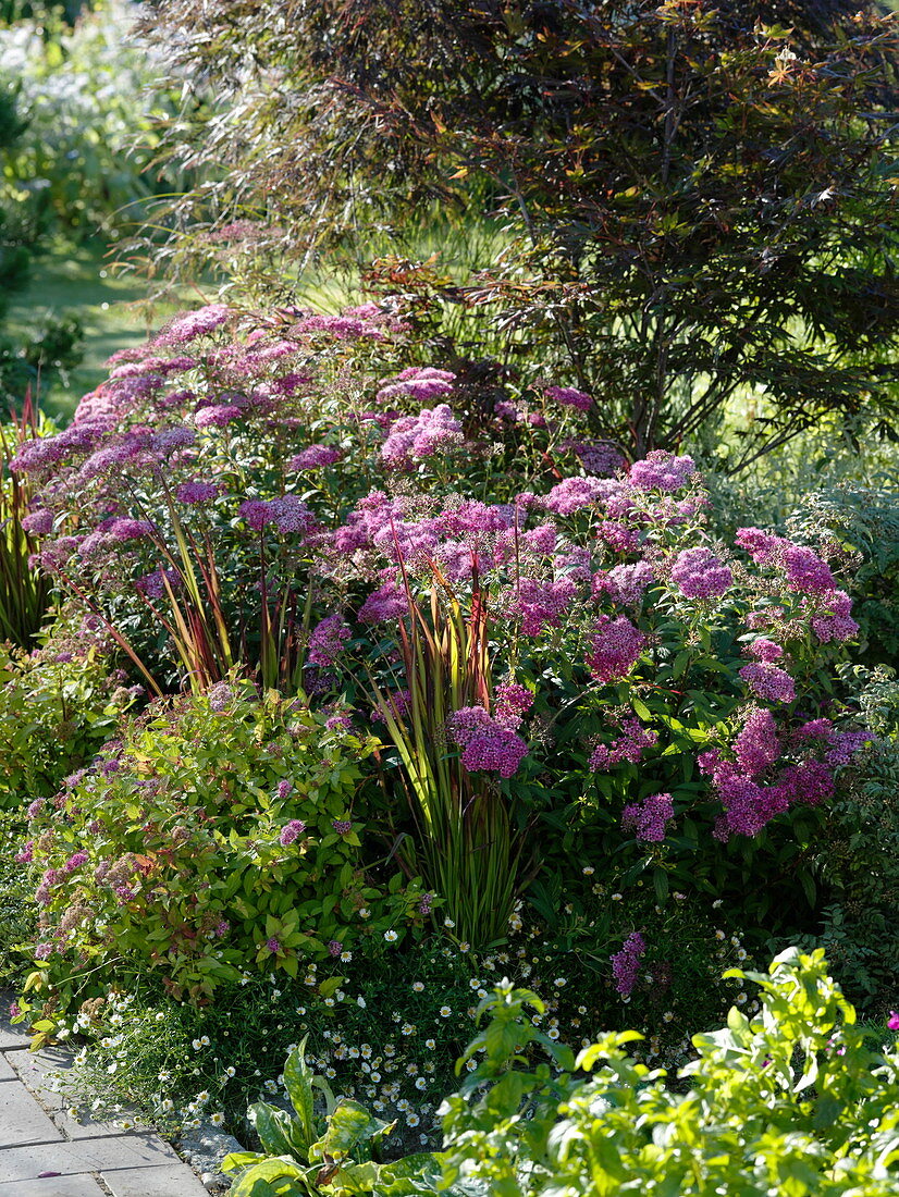 Spiraea bumalda 'Anthony Waterer' (Rosy Spider, Red Summer Spider)