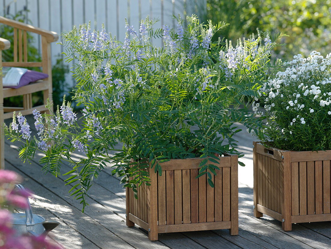 Galega x hartlandi 'His Majesty' (Honeysuckle), Achillea ptarmica 'Snowball' (Snowball)