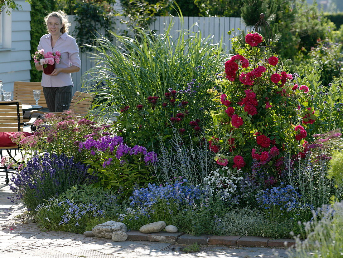 Blau-Pink-Rotes Beet: Rosa 'Flammentanz' (Kletterrose)