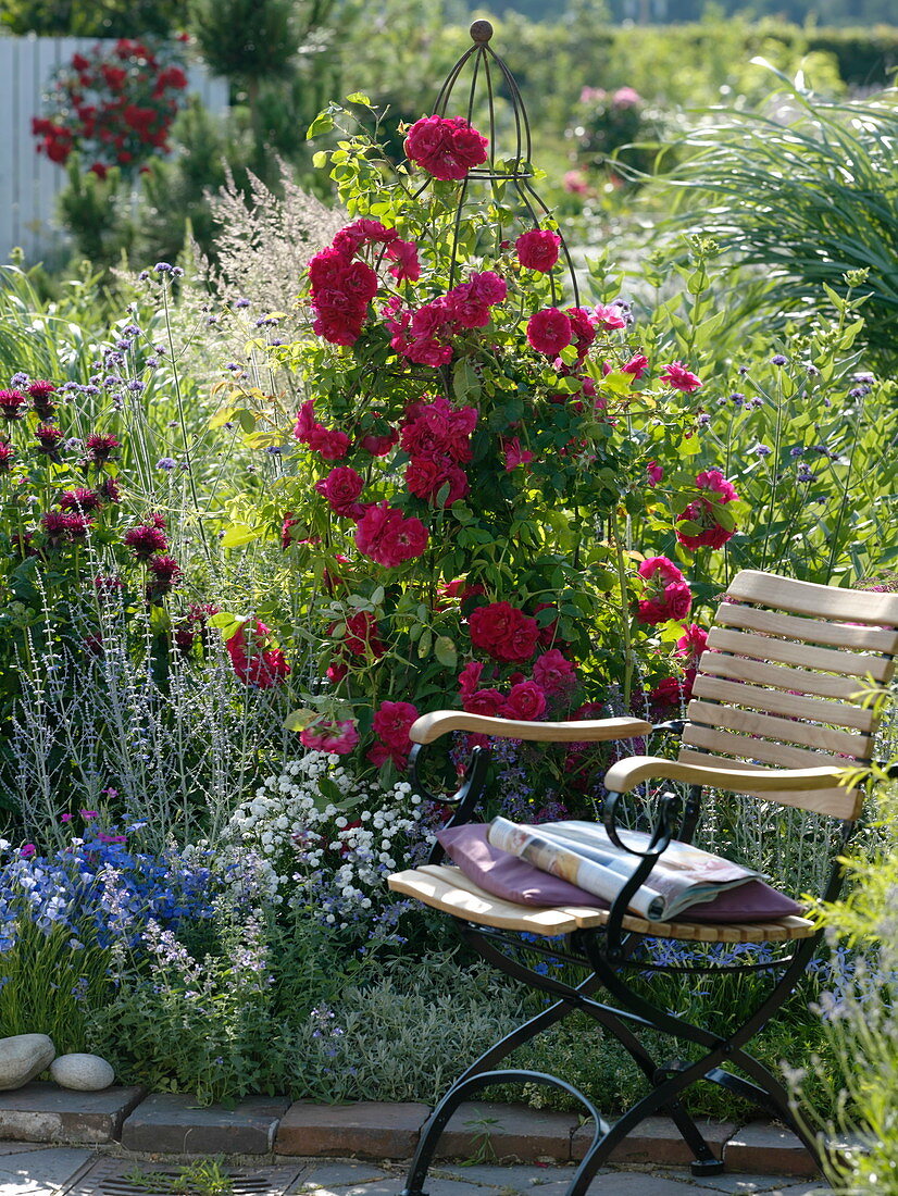 Rosa 'Flammentanz' (Climbing rose), Monarda 'Cambridge Scarlet' (Climbing rose)