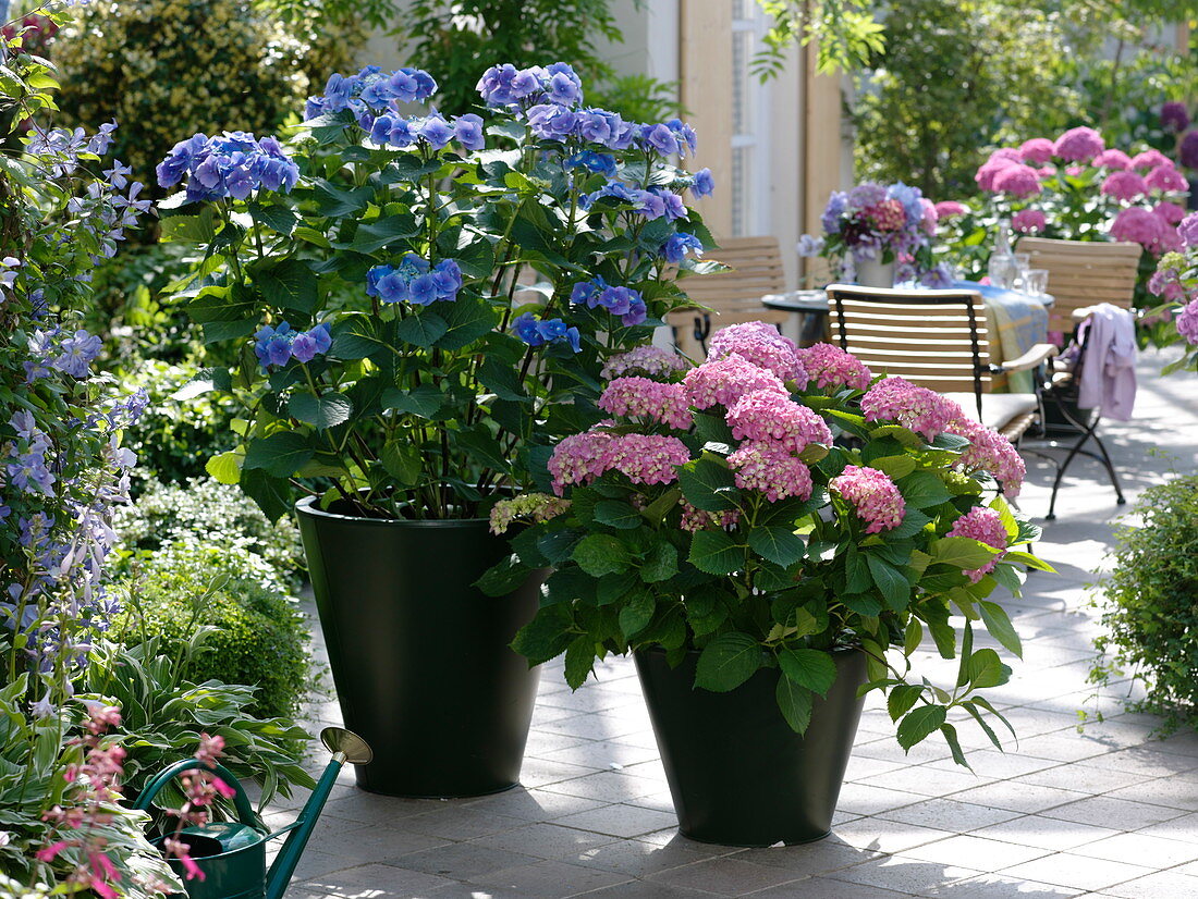 Hydrangea (Hortensien) in schwarzen Metall-Töpfen