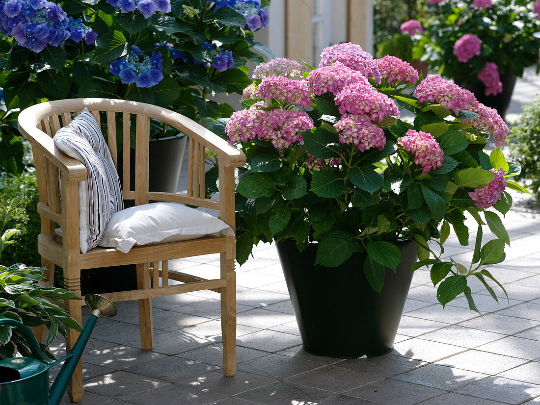 Hydrangea macrophylla (Hortensien) in schwarzem Metall-Topf