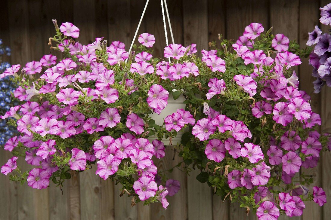 Petunia 'Raspberry Blast' (Petunia) in hanging pot