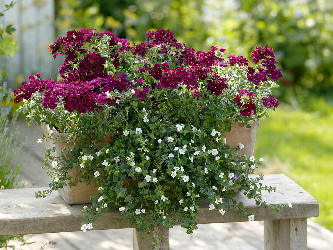 Woman planting red-white summer box