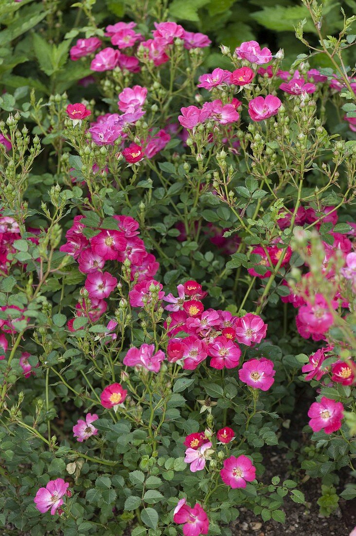 Rosa 'Pretty Girl' (ground cover rose), robust perennial bloomer