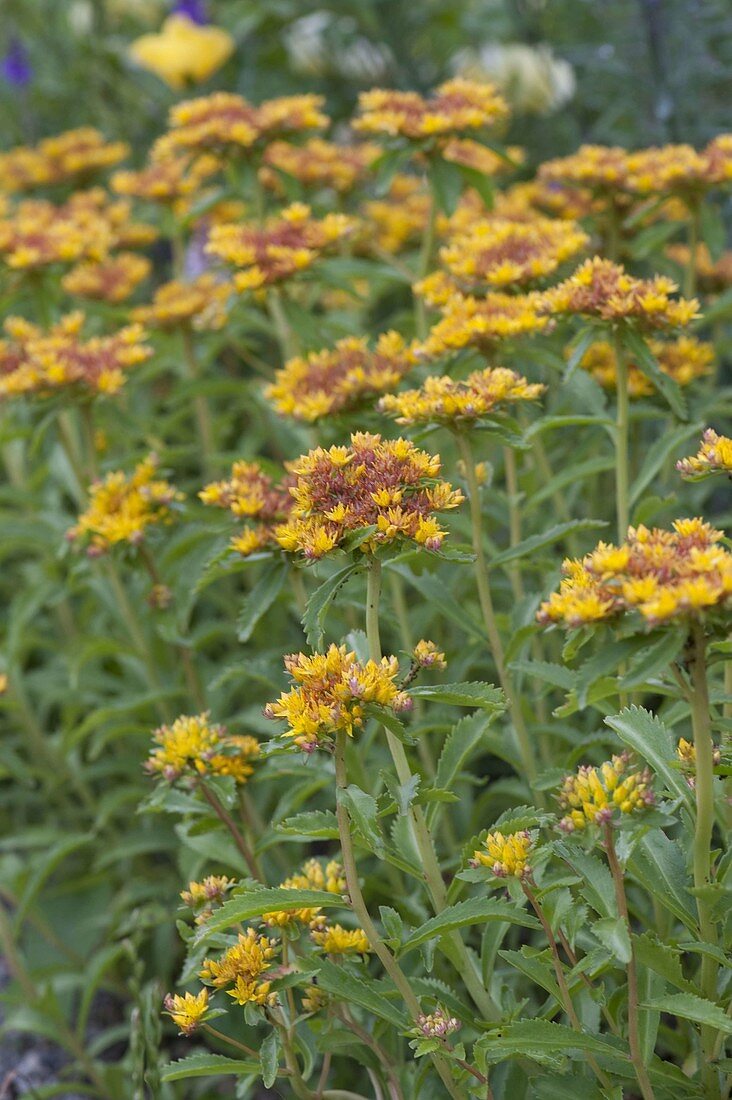 Sedum Aizoon 'Euphorbioides Maximum' (large gold leaf)