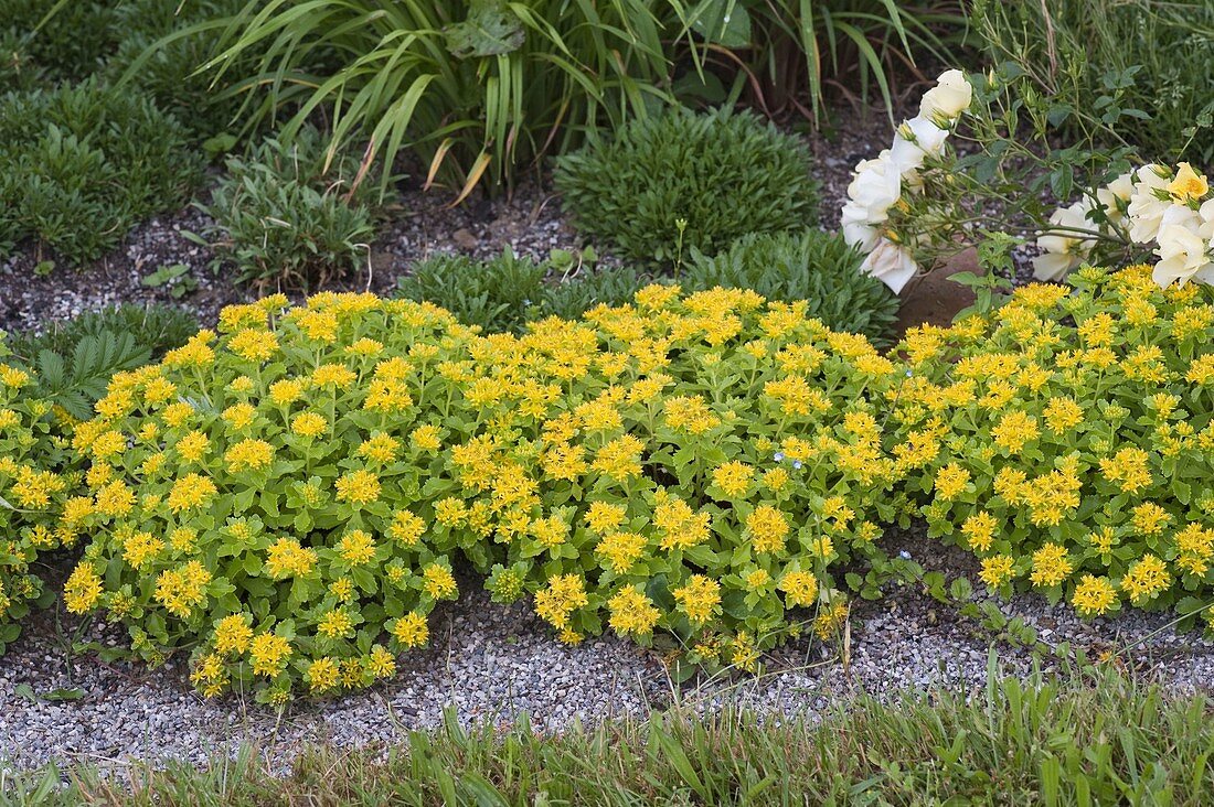 Sedum floriferum 'Weihenstephaner Gold' (Gold-Fetthenne)