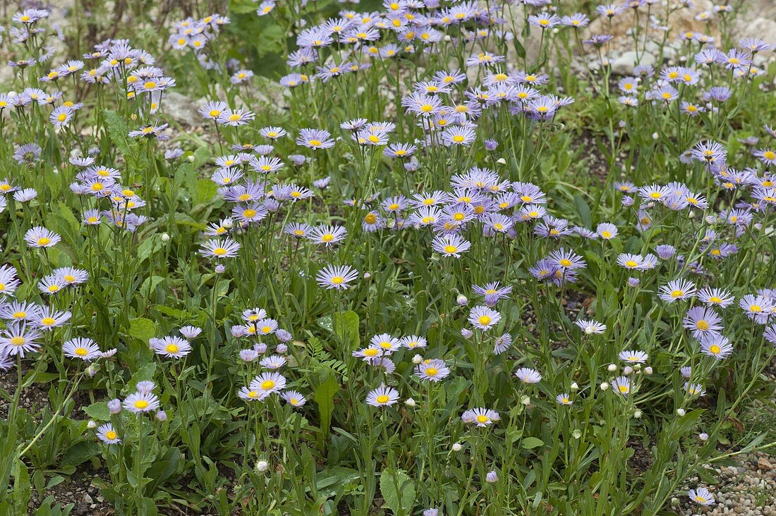 Aster Alpinus 'Goliath' (Spring Aster)