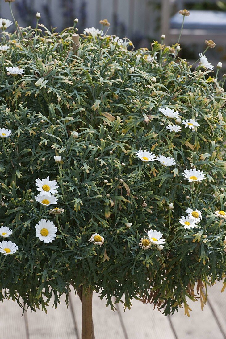 Incipient verticillium, wilt on Argyranthemum frutescens (daisy)
