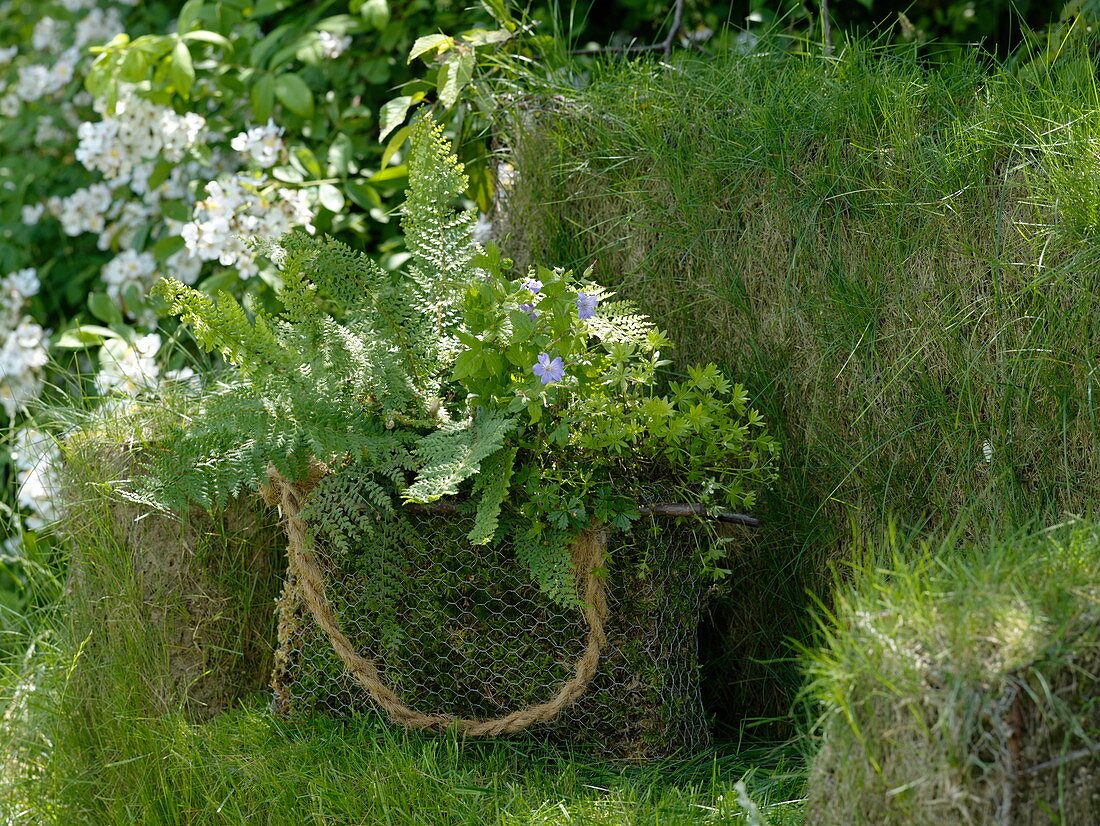 Moss bag with Polystichum setiferum (Shield fern), Geranium