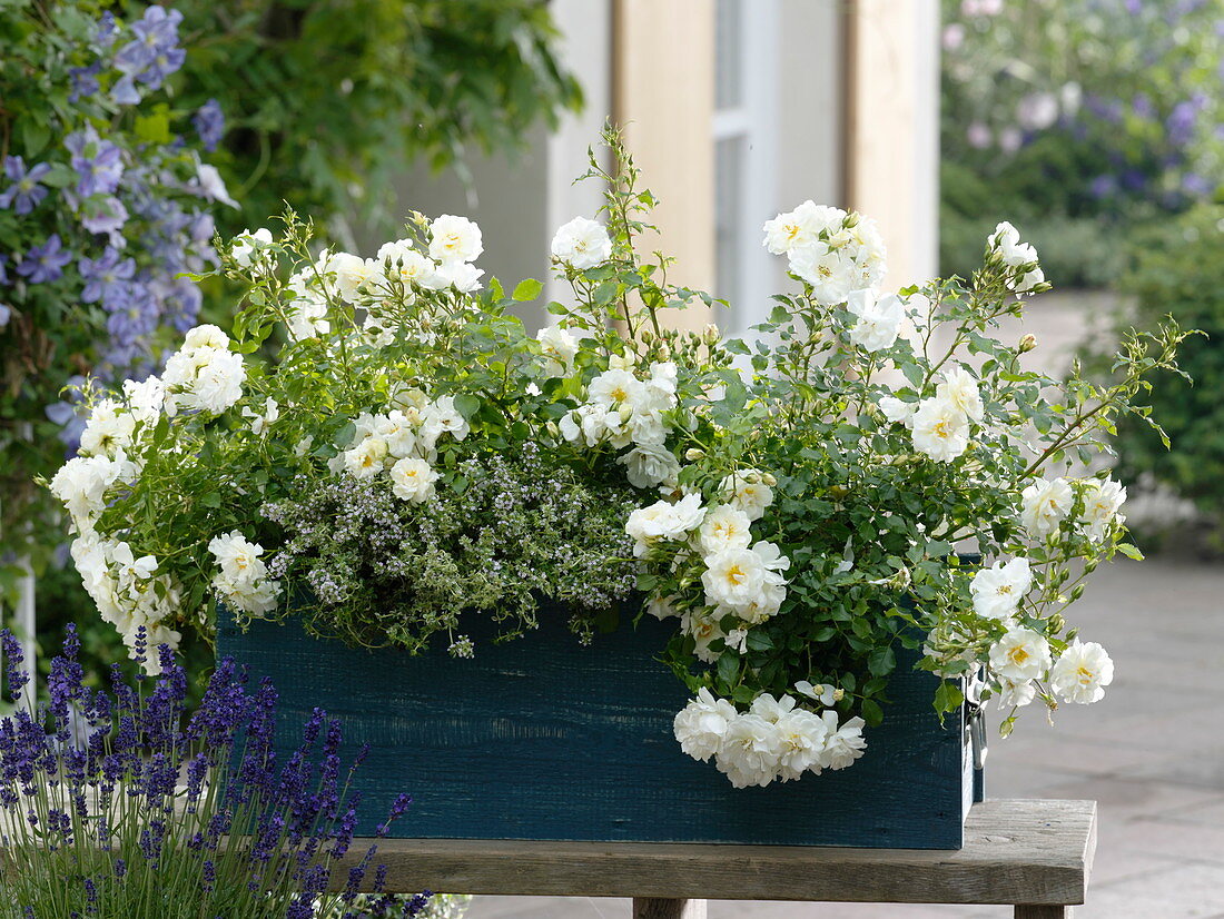 Blue wooden box with roses and thyme