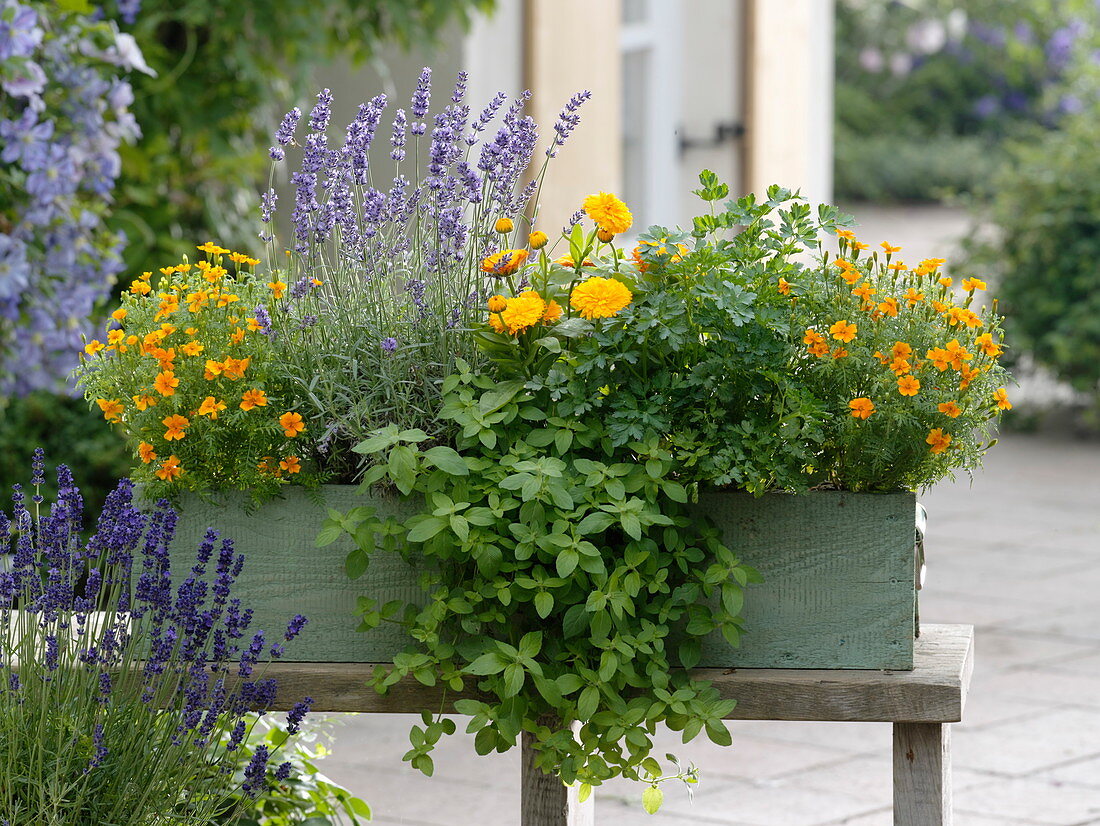 Herbs and edible flowers in green wooden box