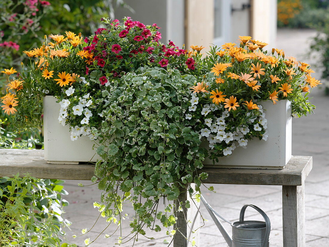 Osteospermum 'Orange Symphony' (Cape daisies), Calibrachoa Celebration