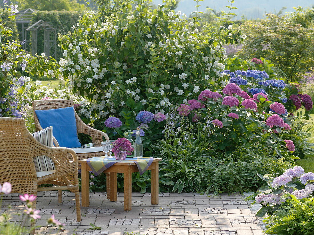 Hydrangea macrophylla, Philadelphus coronarius