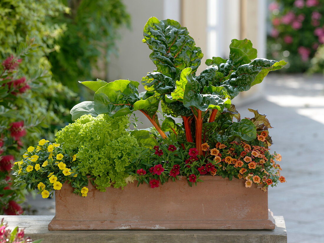 Terracottakasten mit Gemüse und Blumen