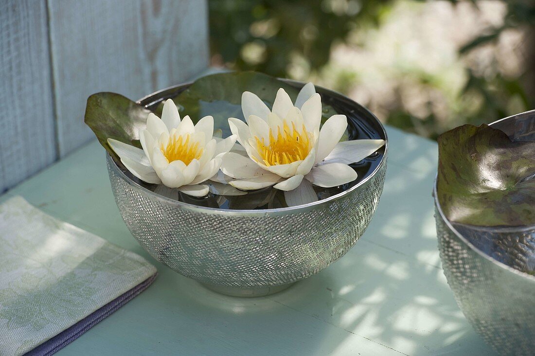 Silver shell with white flowers of Nymphaea (water lily)