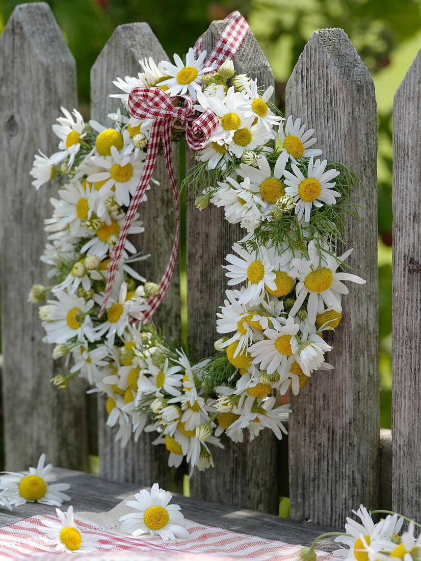Wreath of camomile flowers (Matricaria chamomilla)