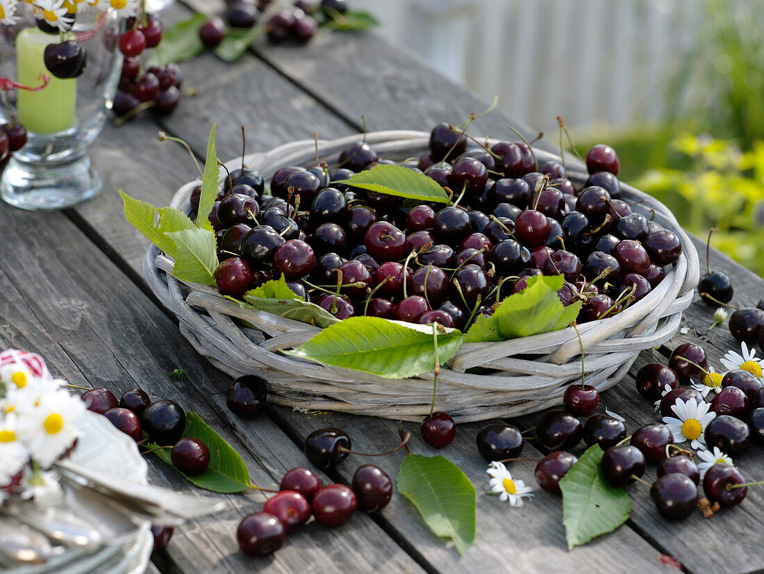 Summer table decoration with sweet cherries and camomile