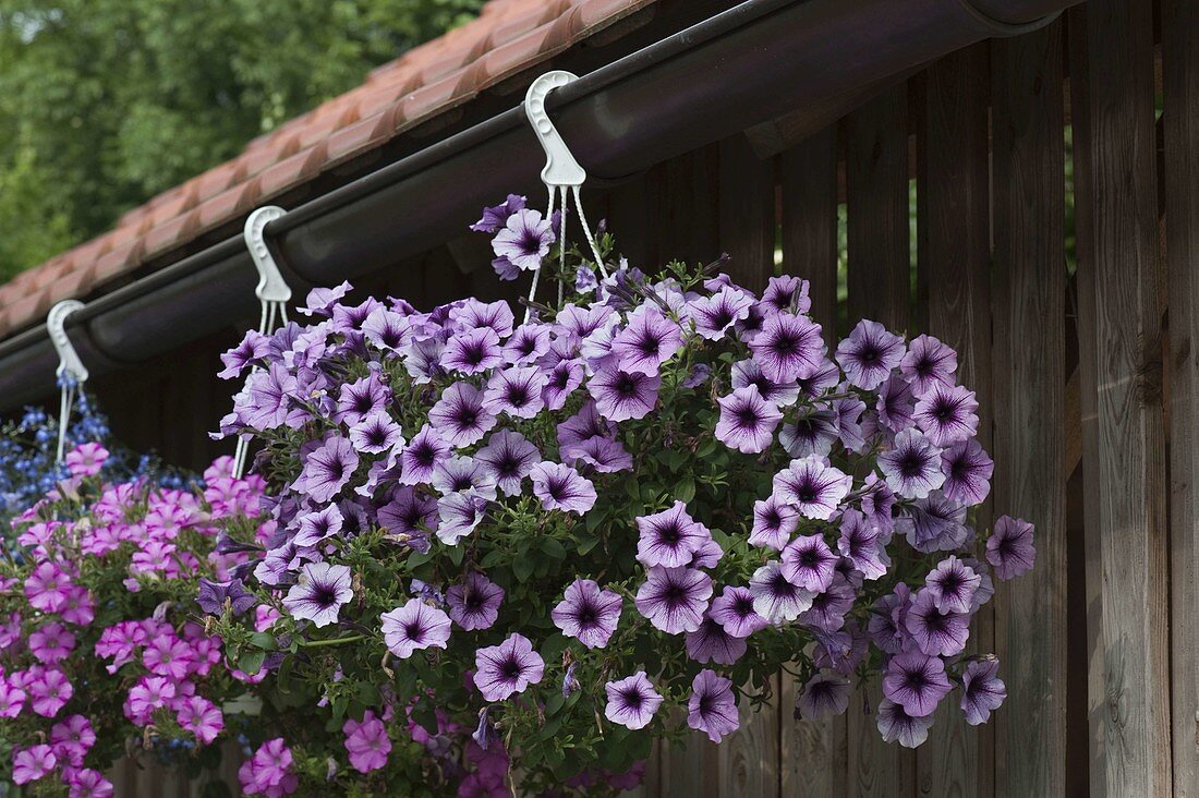 Petunia 'Bordeaux' 'Raspberry Blast' (Petunias) in hanging baskets