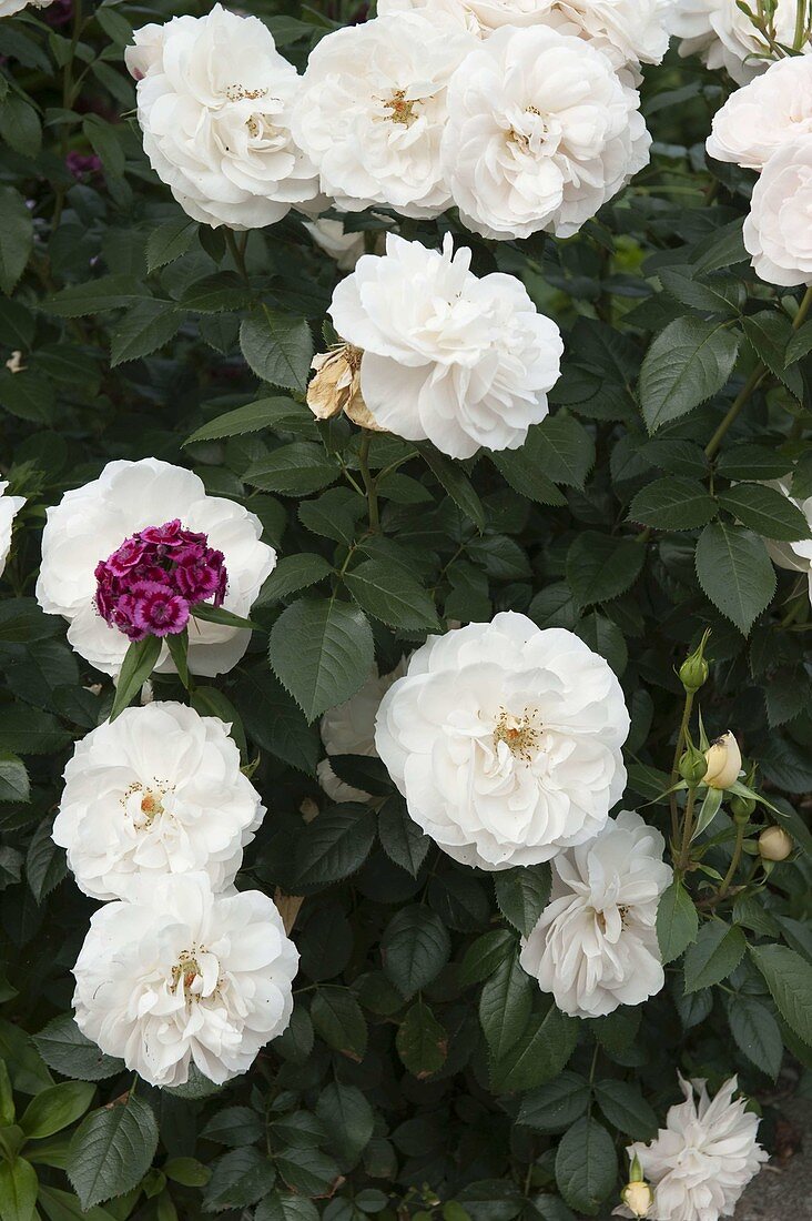 Rosa 'Schneewittchen' syn 'Iceberg' (Strauchrose), blüht bis zum Frost