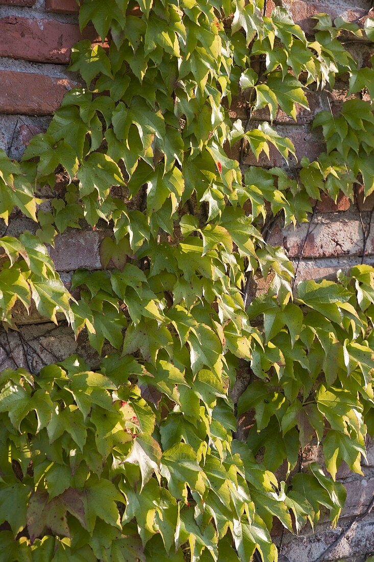 Parthenocissus tricuspidata 'Veitchii' (Maidenhair vine)