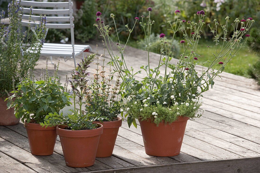 Knautia macedonica (Purple Widow's-flower), Chamaemelum nobile 'Plena'