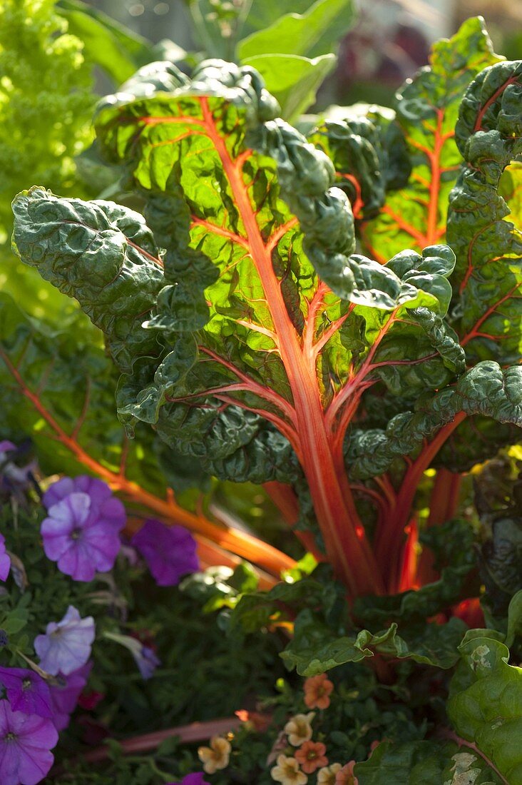 Chard 'Brigth Lights' (Beta vulgaris)