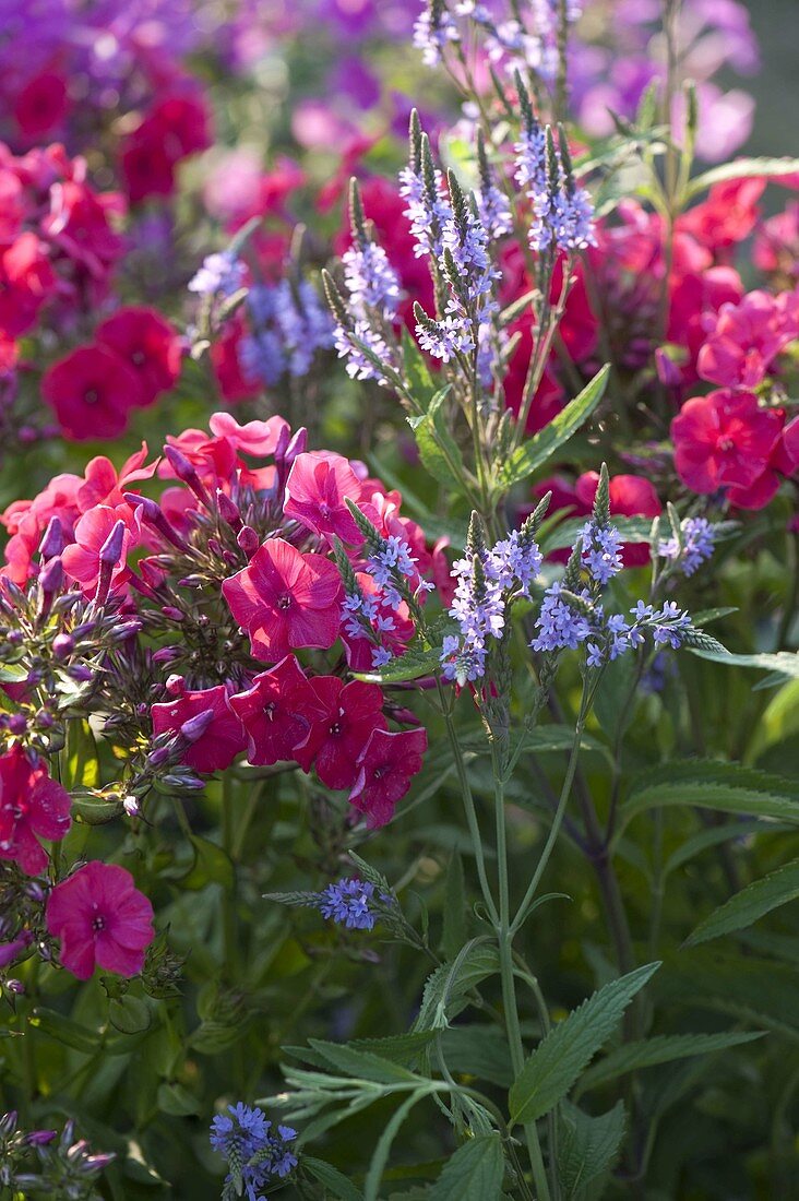 Verbena hastata 'Blue Spires' (Lanzen-Eisenkraut), Phlox paniculata 'Starfire'