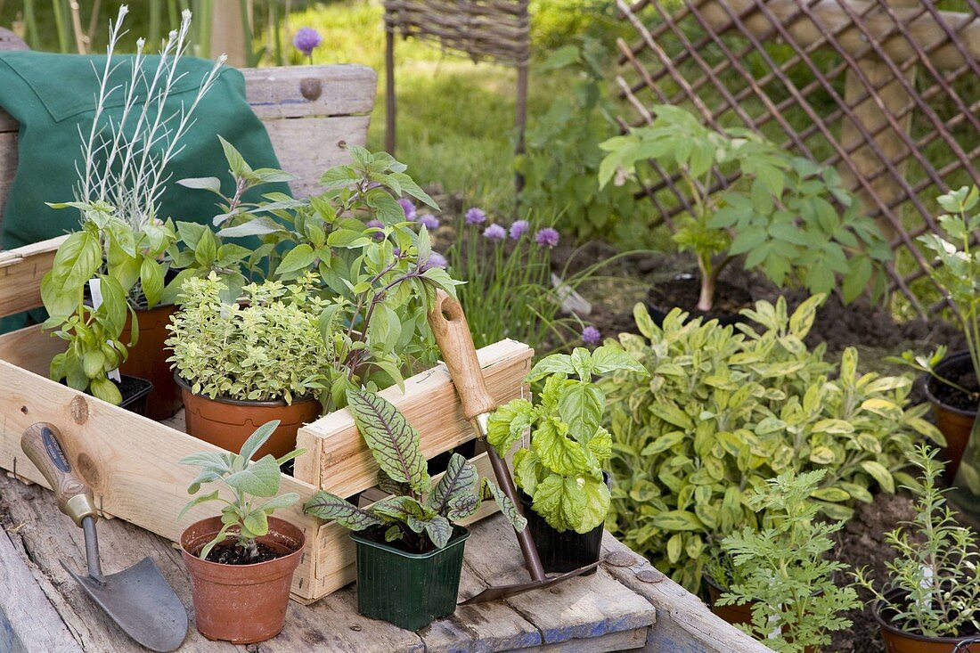 Planting herbs in the flower bed