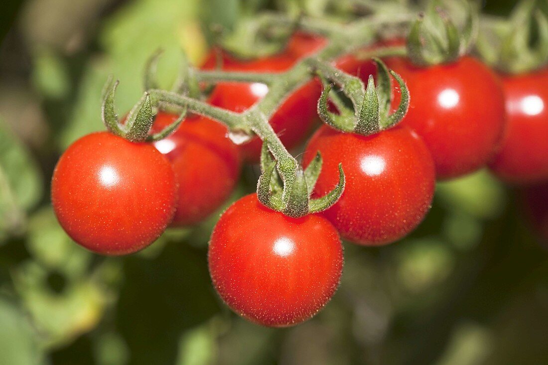 Cherry tomatoes (Lycopersicon)