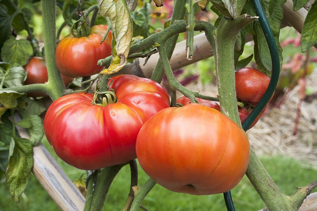 Fleisch - Tomaten 'Orenbourg Giant' (Lycopersicon)