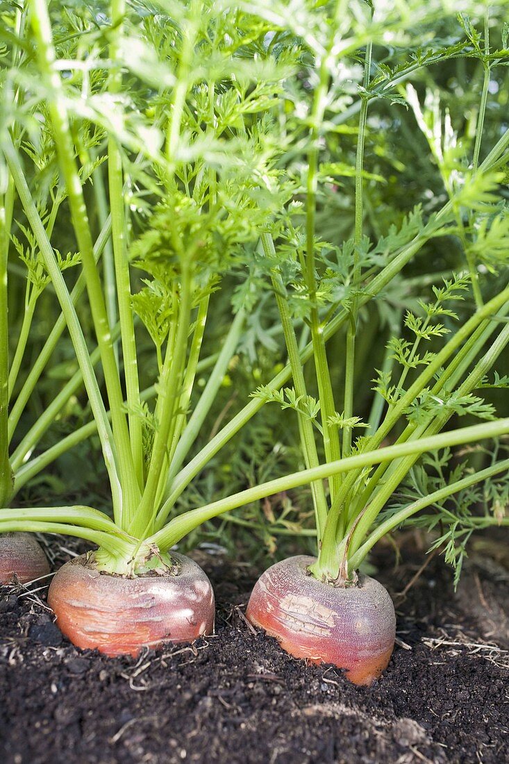 Carrots 'De Chantenay' (Daucus carota)