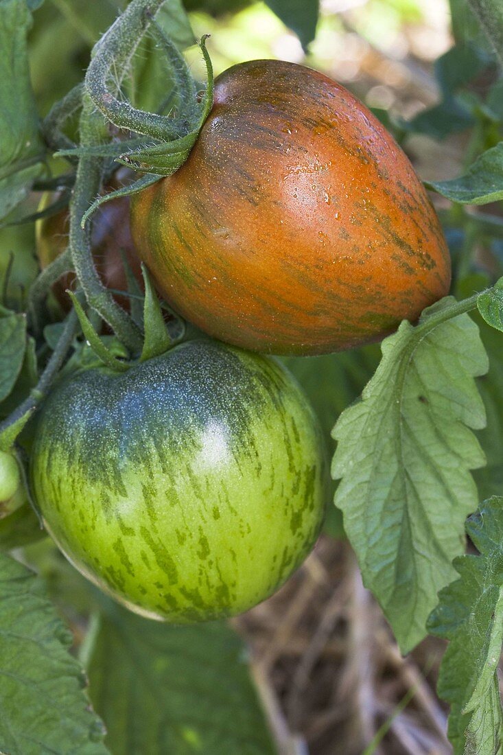 Tomaten 'Black Zebra' (Lycopersicon)