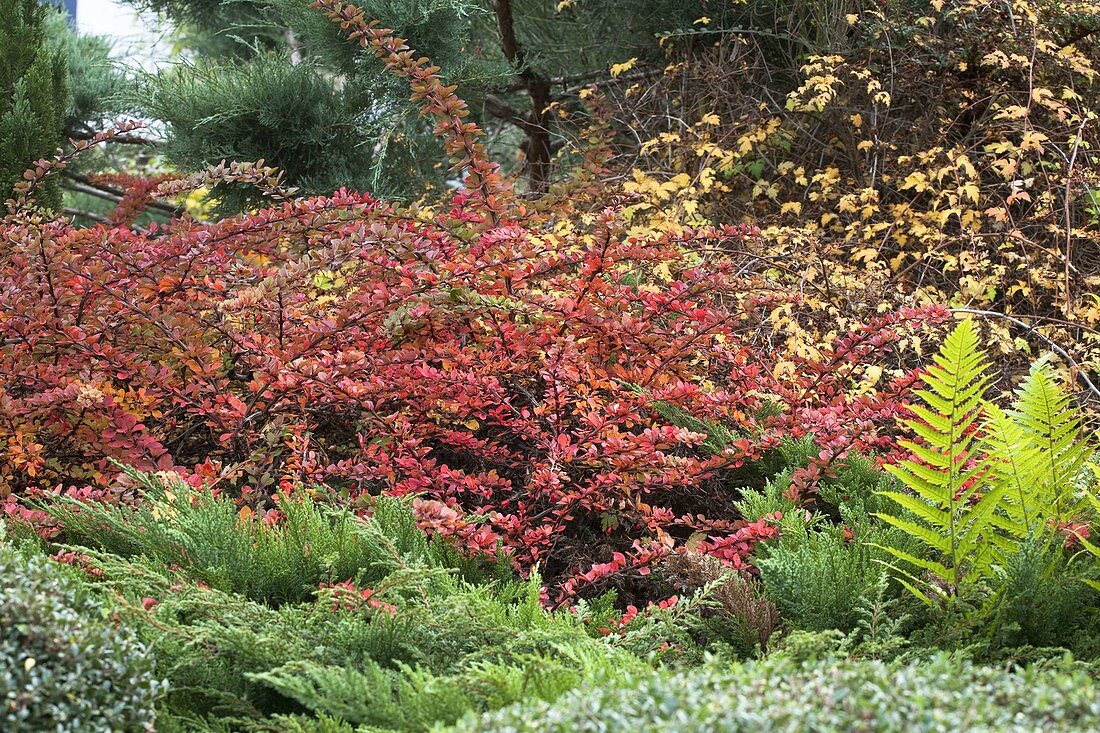 Berberis thunbergii 'Green Carpet' (Flachwachsende Berberitze) in Herbstfärbung, Juniperus (Wacholder), Farn