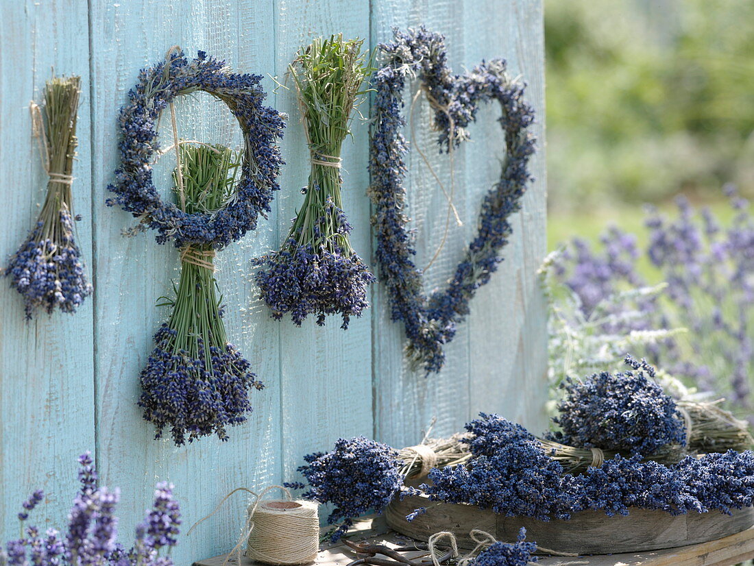 Lavender hung upside down to dry