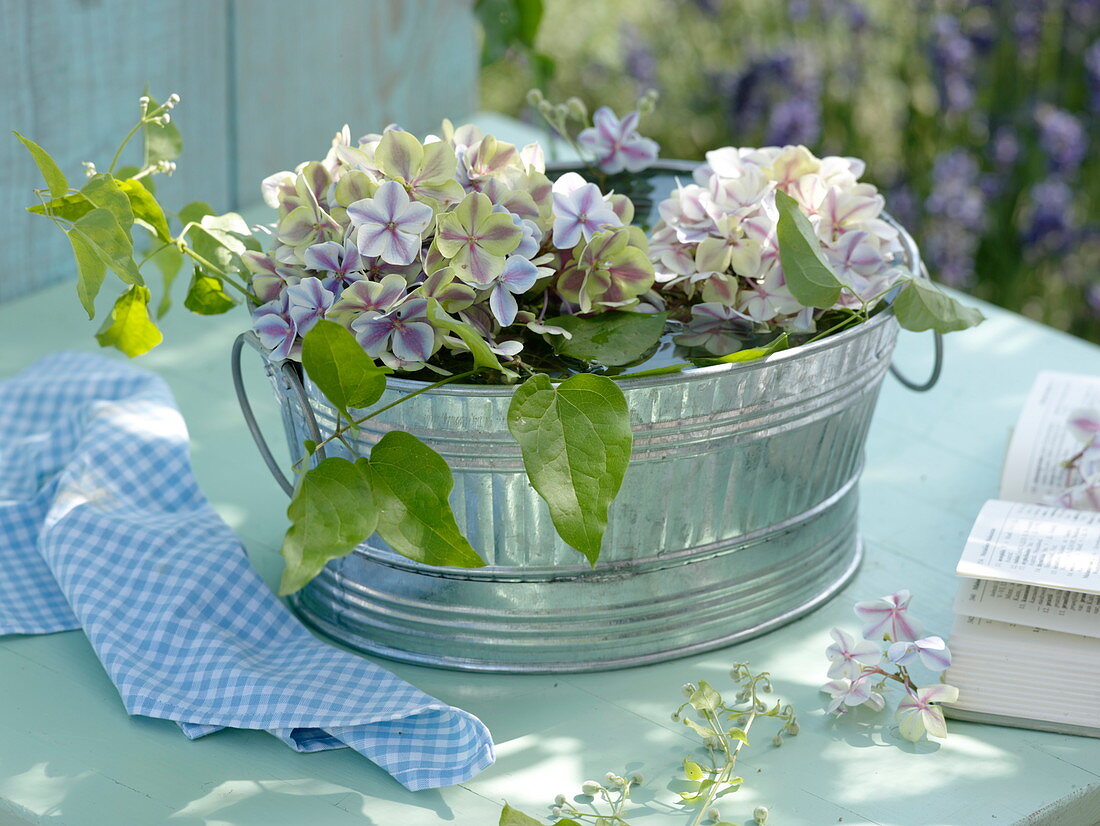 Verblühende Blüten von Hydrangea (Hortensien) und Ranken von Clematis