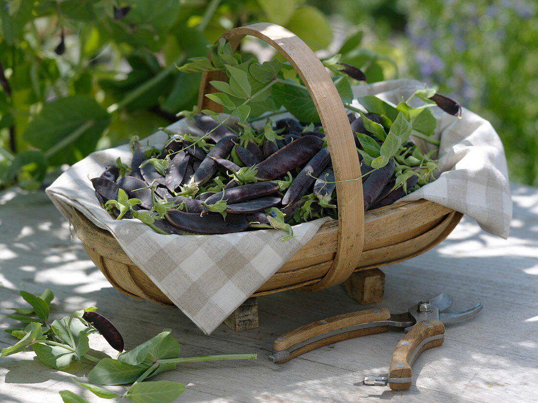 Freshly harvested capuchin peas 'Blauschokkers' (Pisum) in a wooden basket