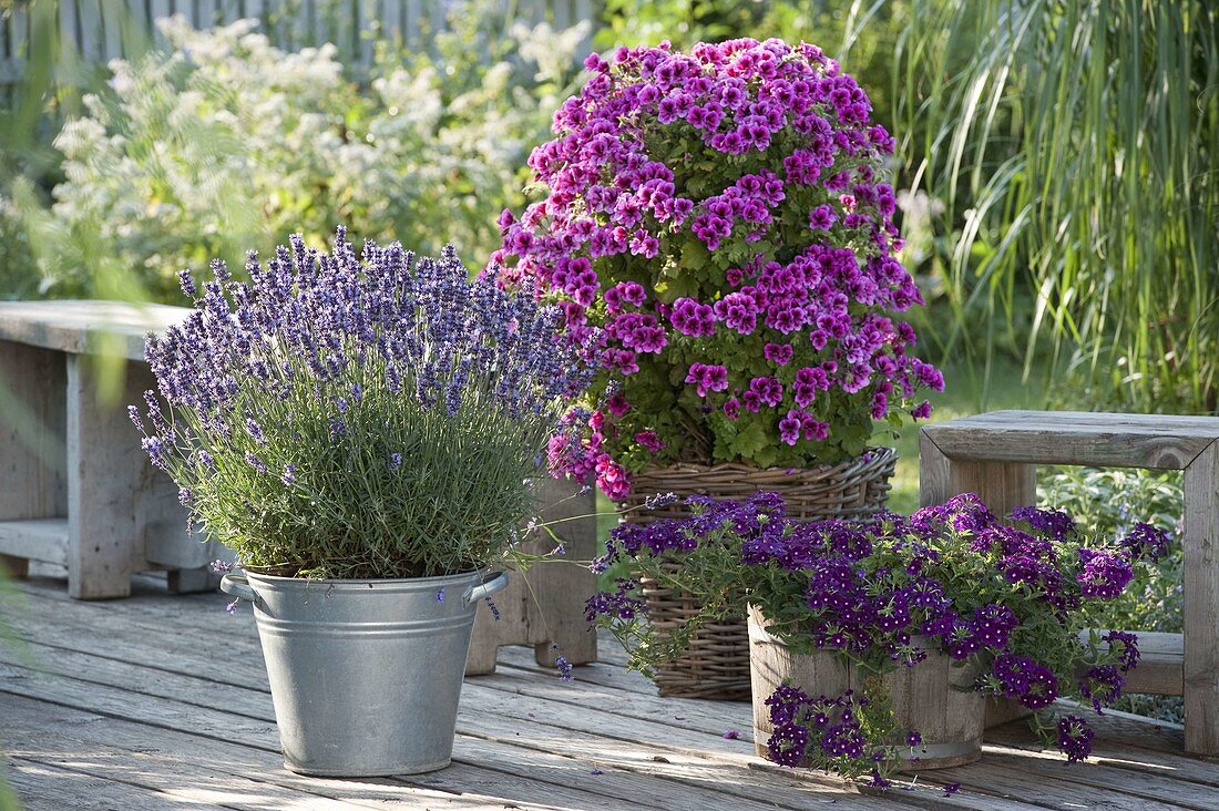 Lavendel 'Aromatic Blue' (Lavandula), Pelargonium grandiflorum Aristo 'Violet'