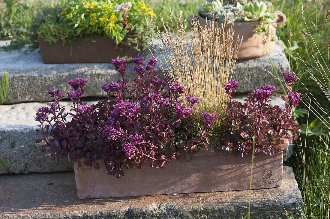 Box of Sedum spurium 'Fuldaglut', Festuca scoparia (bearskin grass)