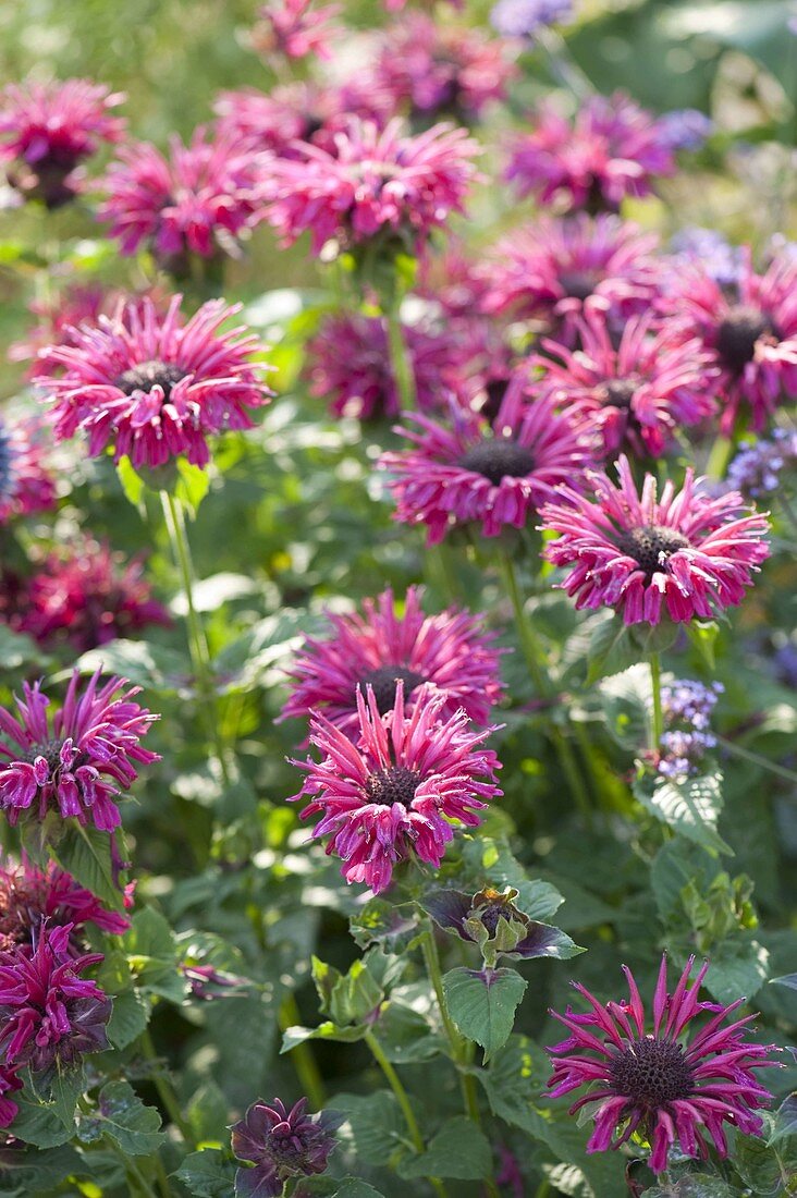 Monarada 'Coral Reef' (Indianernessel)