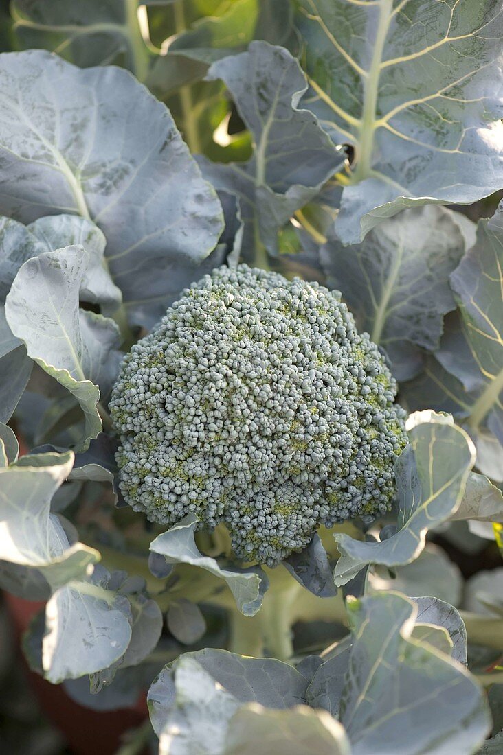 Brokkoli (Brassica oleracea var italica)