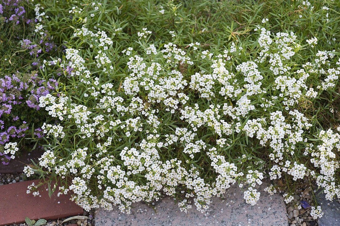 Lobularia 'Snow Princess' (scented stonewort)