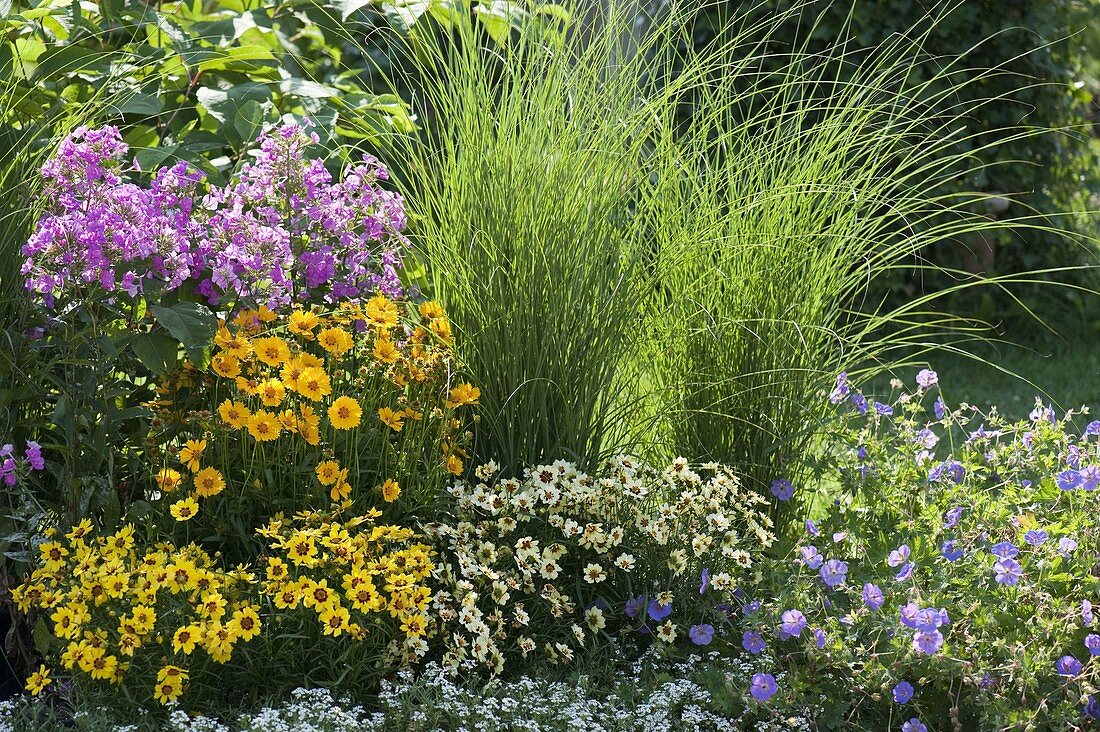 Coreopsis 'Gold Nugget' , grandiflora 'Sonnenkind' und 'Snowberry' (Mädchenauge