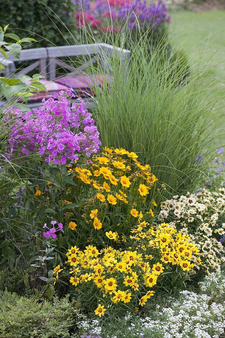 Coreopsis 'Gold Nugget', grandiflora 'Sonnenkind' und 'Snowberry' (Mädchenauge